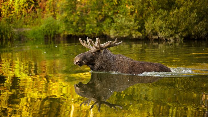 Национальный парк Лосиный Остров