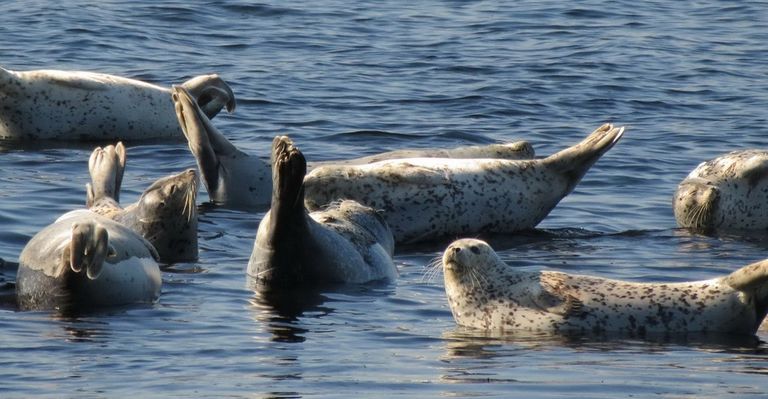 Остров Токи