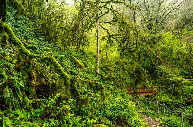 Тисо-самшитовая роща