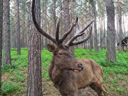 Музей-зоопарк «Томская Писаница»