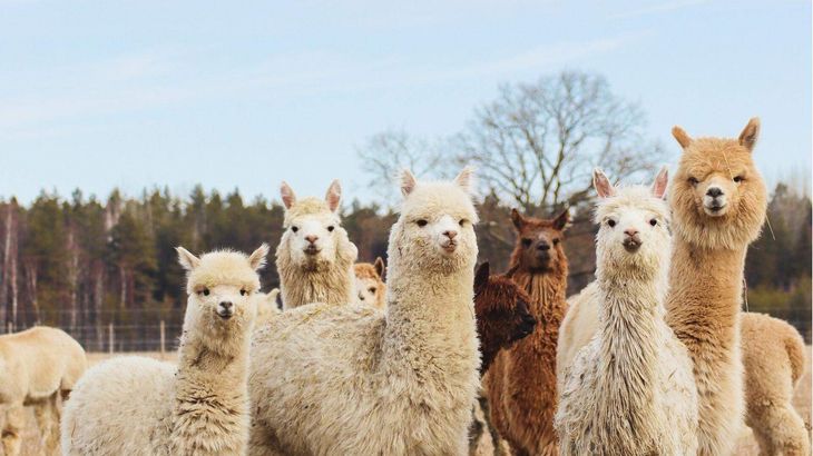 Alpakafarm