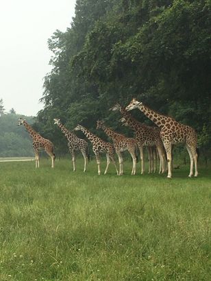 Knuthenborg Safaripark