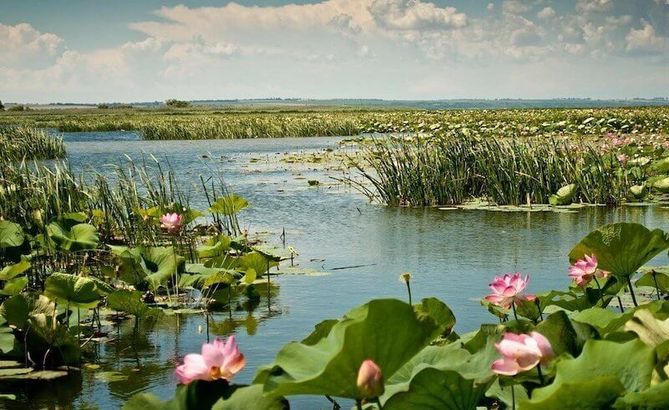 Озеро лотосов