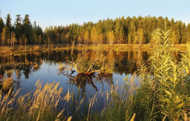 Болото Солодиха