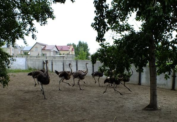 Страусиное ранчо